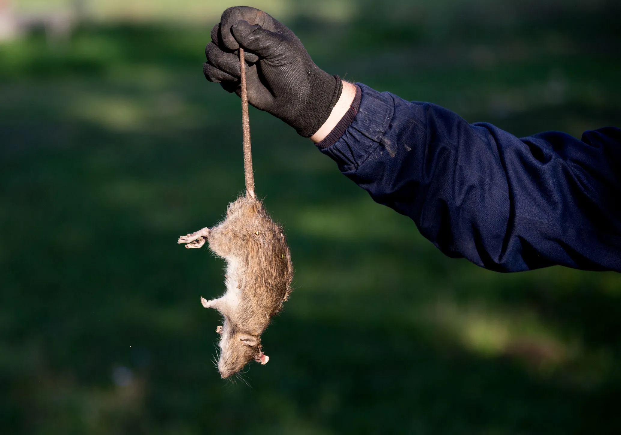 Rodent Control